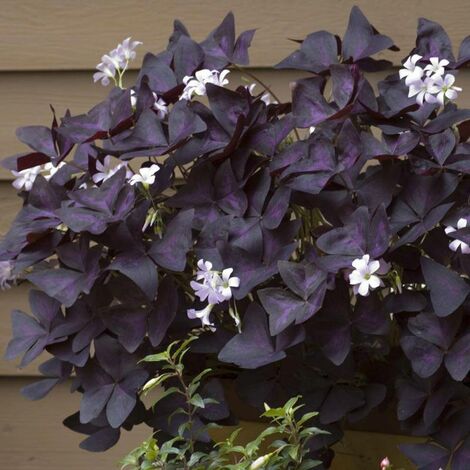 OXALIS TRIANGULARIS LA PIANTA BALLERINA O FARFALLA