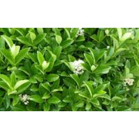 VIBURNO LUCIDO (VIBURNUM LUCIDUM) H 80CM piante per siepi