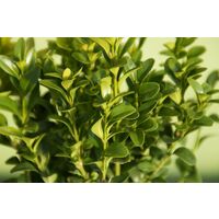Bosso Buxus sempervirens vaso 15cm H 40 cm