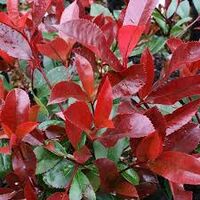 photinia red robin h 140/150cm foto reali piante per siepi