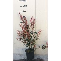 Photinia x fraseri robusta compacta vaso 18cm