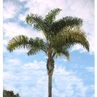Cocos Plumosa vaso 35cm H 250 cm