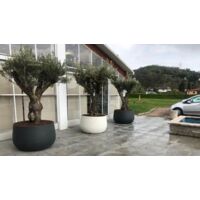 Vaso Urbano ACAYA 84 in Resina per piante di grosse dimensioni Vasar by Telcom - Colore: Antracite