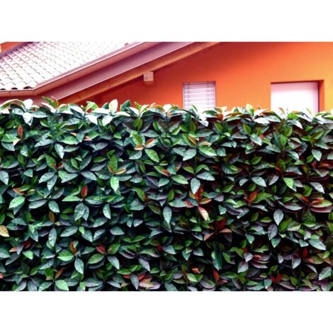 Siepe sintetica artificiale PHOTINIA foglia ZIGRINATA m 1x1 - 4 moduli da m 1x1 = 4mq