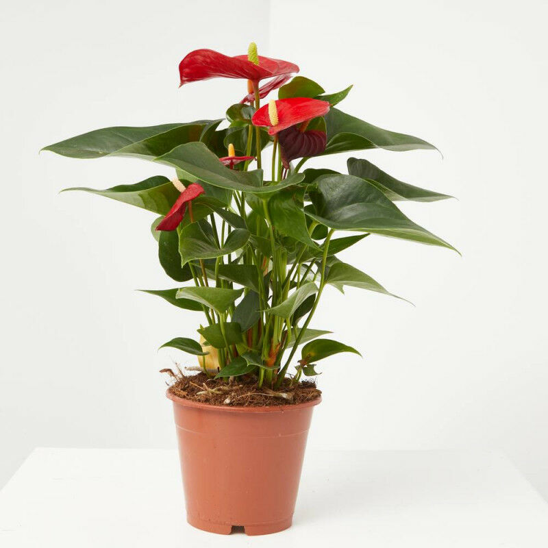 Planta natural ANTHURIUM ROJO - Maceta 12cm Verdecora