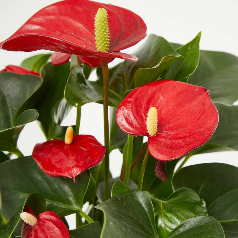 Planta natural ANTHURIUM ROJO - Maceta 12cm Verdecora