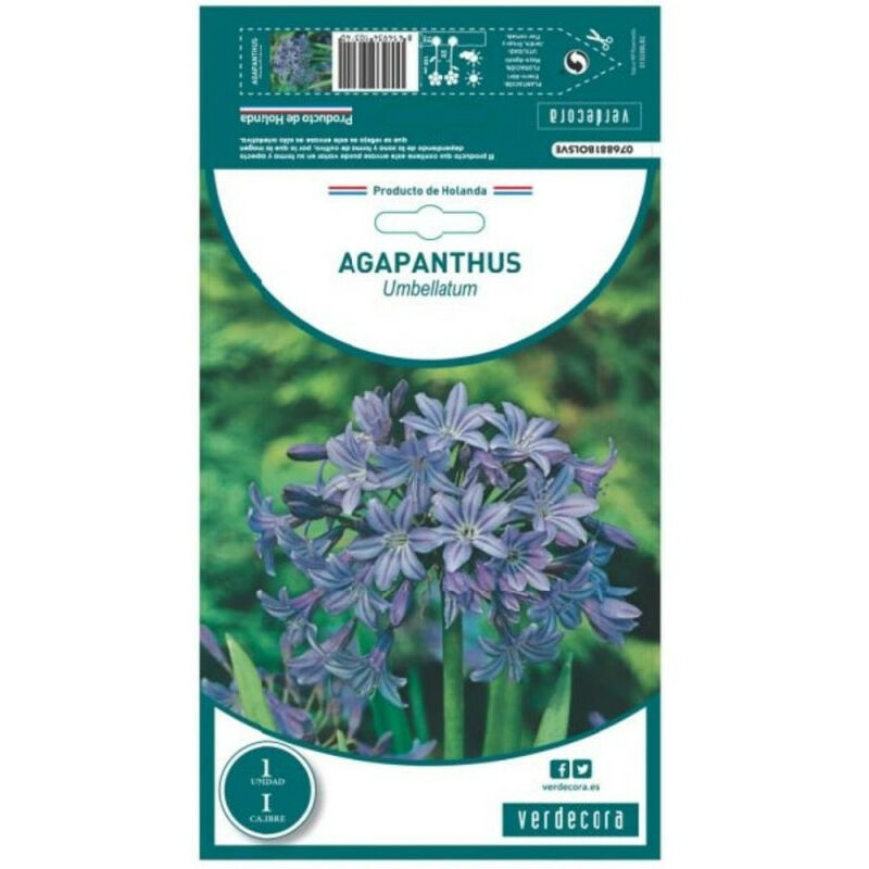 BULBO AGAPANTHUS AZUL-VIOLETA VERDECORA 1 UD