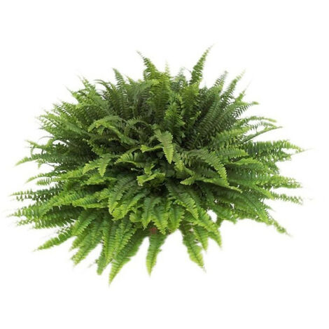 Planta natural HELECHO - Maceta 5 litros Verdecora