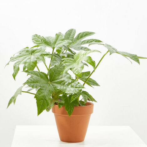 Planta natural ARALIA - Maceta 13cm Verdecora