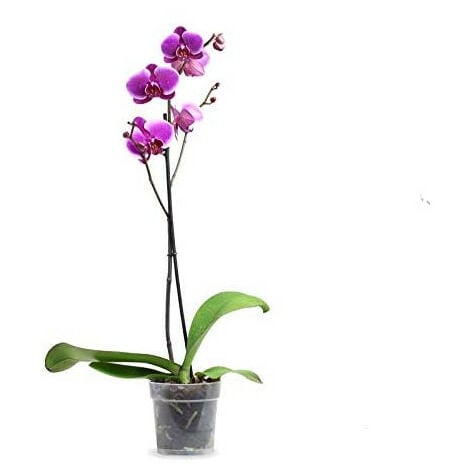 Planta natural Orquídea phalaenopsis 1 tallo en maceta 12cm surtido  variado. Verdecora