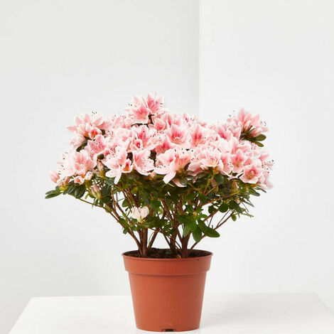 Planta natural AZALEA INDICA MACETA 13CM Verdecora