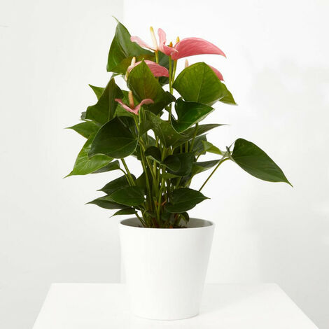 Planta natural ANTHURIUM - SURTIDO COLORES - Maceta 12cm Verdecora