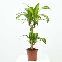 Planta natural TRONCO DE BRASIL - Maceta 2 litros (Altura 65 - 75cm) Verdecora