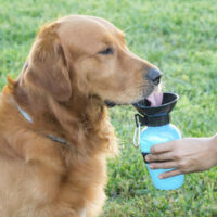 Abreuvoir portable pour animaux de compagnie INNOVAGOODS - talla