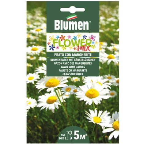 SEMI MIX AIUOLA FIORITA MARGHERITE BLUMEN
