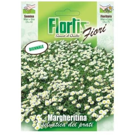 Margheritina Nana Bianca