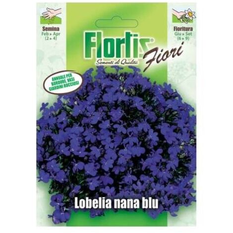 LOBELIA NANA BLU