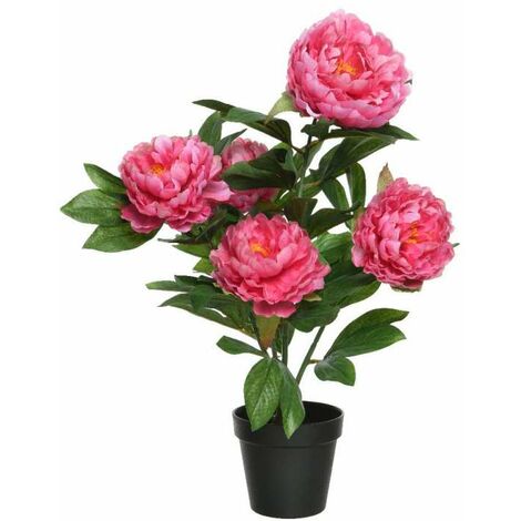 PEONIE IN VASO FUCSIA   PZ
