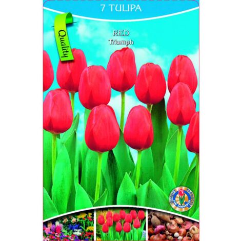 10 Bulbes De Freesia Double Red - Floraison Estivale Parfumée, Calibre 5/6, Pour Parterres Et Pots