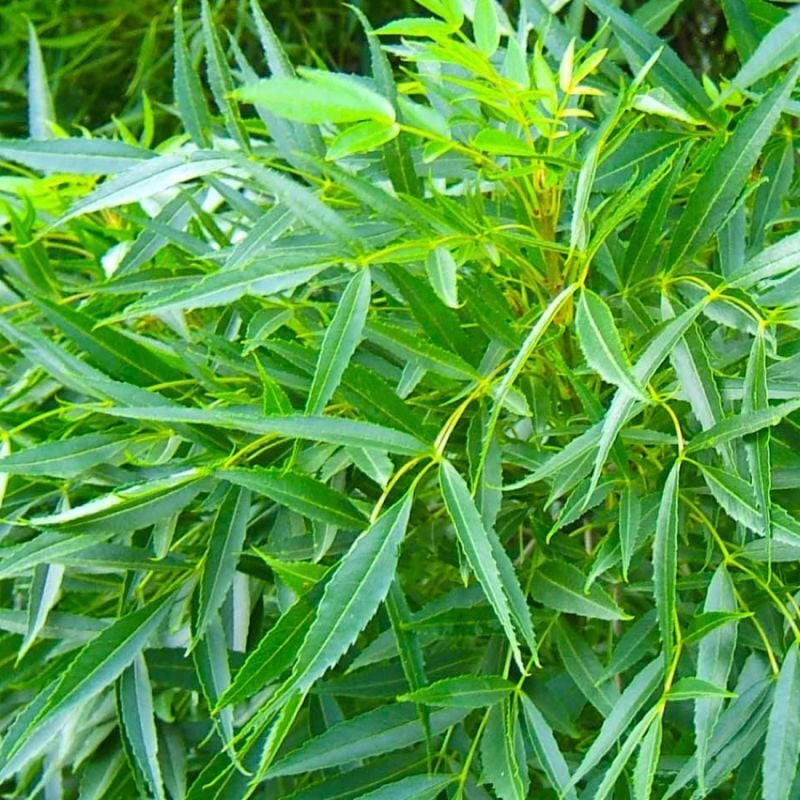 Frêne Oxyphylle (Fraxinus Angustifolia)