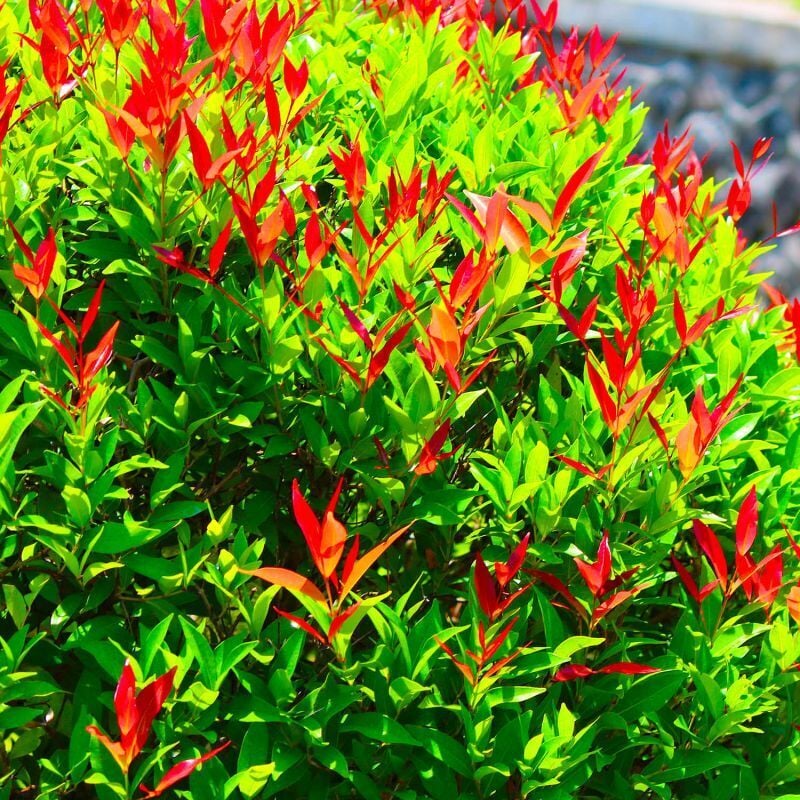 10 Photinia (Photinia Fraseri 'Red Robin') - Haie de Photinia Red Robin 2