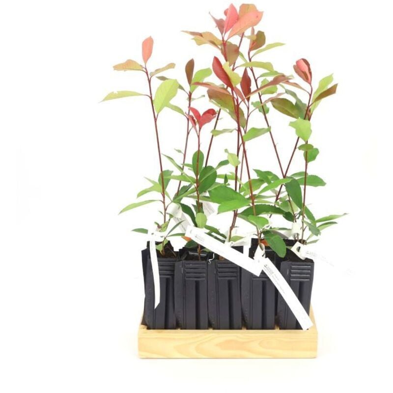 10 Photinia (Photinia Fraseri 'Red Robin') - Haie de Photinia Red Robin 3