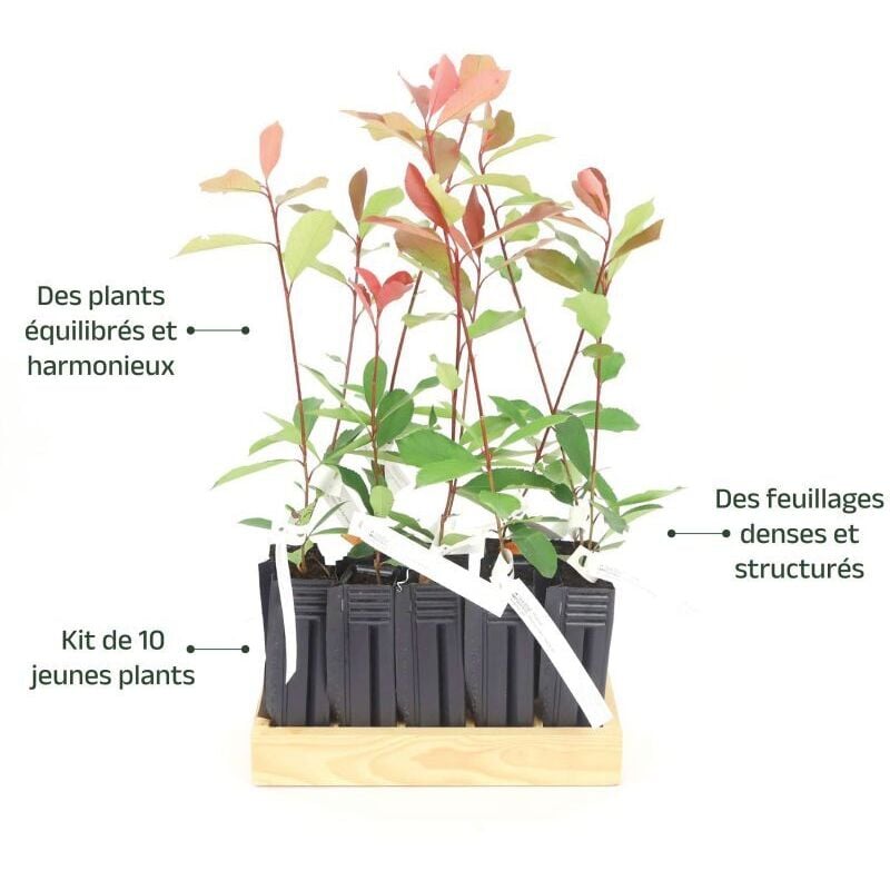 10 Photinia (Photinia Fraseri 'Red Robin') - Haie de Photinia Red Robin 4