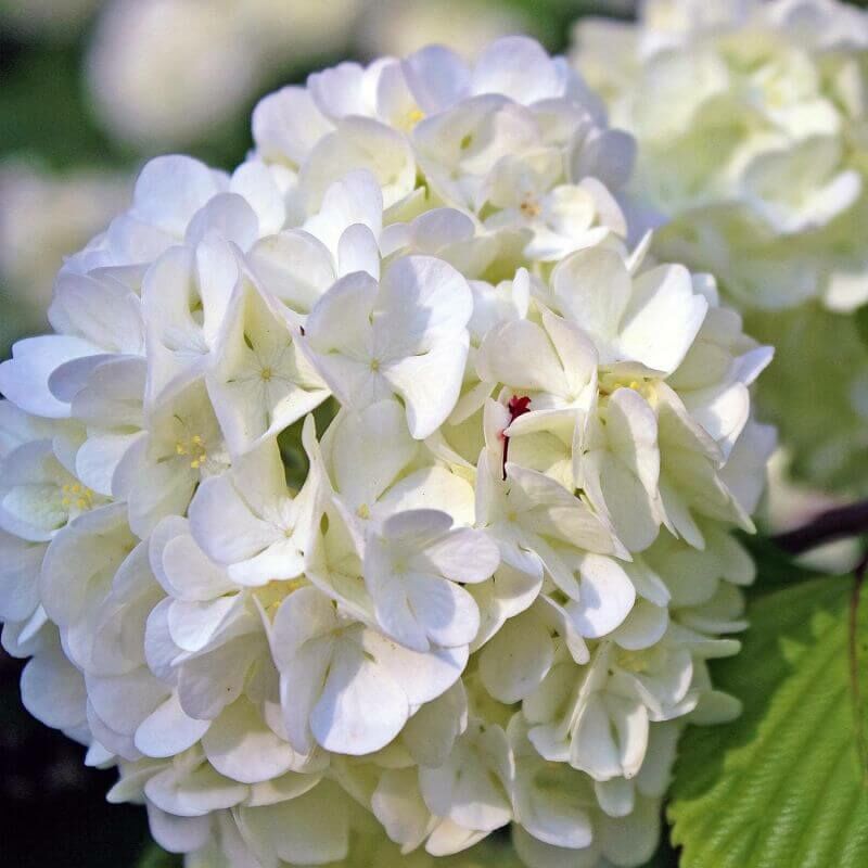 Hortensia Paniculé 'Phantom' (Hydrangea Paniculata 'Phantom') - Godet -  Taille 13/25cm