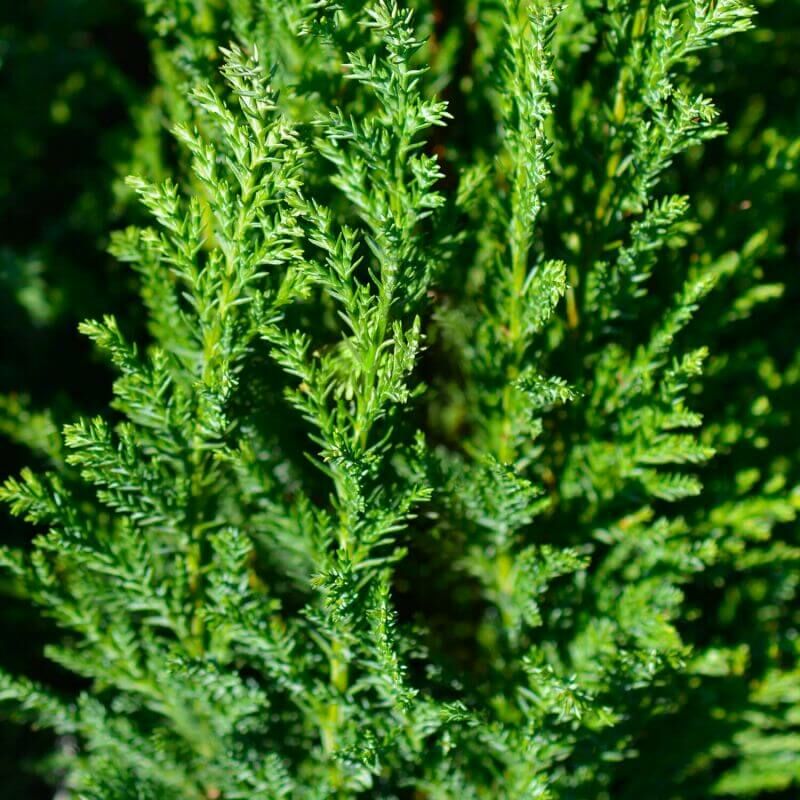Cyprès de Lawson ''Ellwoodii' (Chamaecyparis Lawsoniana) - Godet - Taille 20/40cm