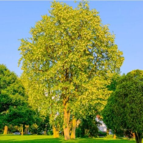 Robinier Faux Acacia (Robinia Pseudoacacia)