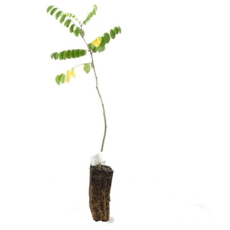 Robinier Faux Acacia (Robinia Pseudoacacia)