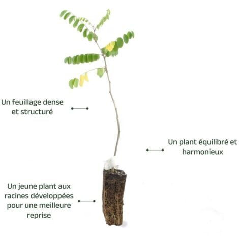 Robinier Faux Acacia (Robinia Pseudoacacia)