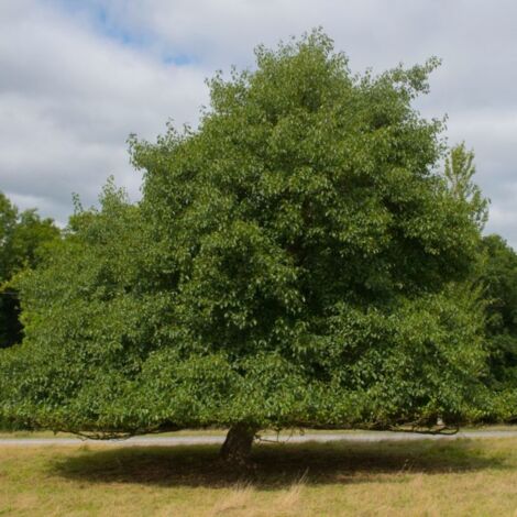 Aulne glutineux (Alnus glutinosa)