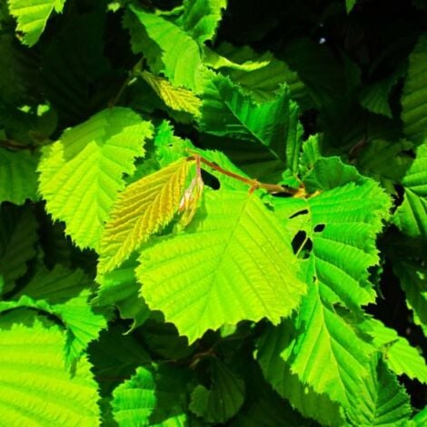 Charme Commun ou Charmille (Carpinus Betulus)