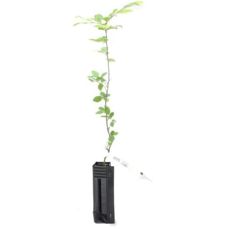Charme Commun ou Charmille (Carpinus Betulus)