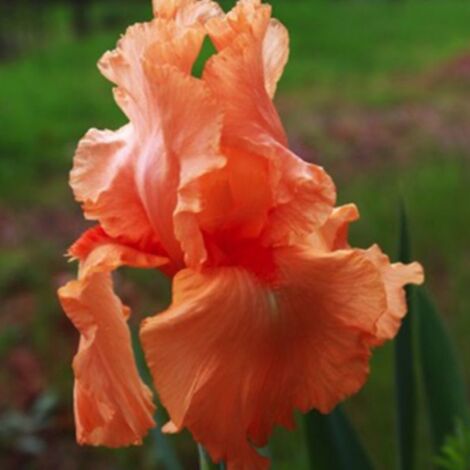 3 Iris 'Tangerine' (1/5)