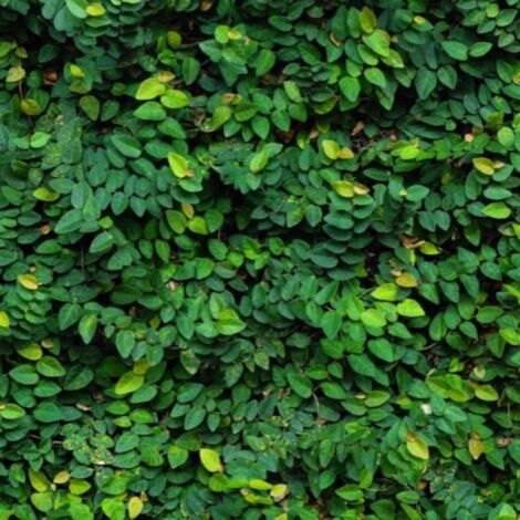 Figuier rampant (Ficus Pumila)