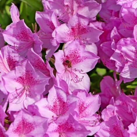 Pépinières Naudet – Rhododendron du Japon 'Purple Splendor' – Arbuste à fleurs pourpres – Hauteur à maturité 1-2m – Résistant jusqu'à -15°C – Floraison au printemps