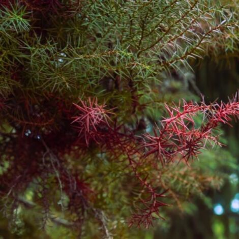 Cèdre du Japon 'Elegans Viridis' (Cryptomeria japonica 'Elegans Viridis')