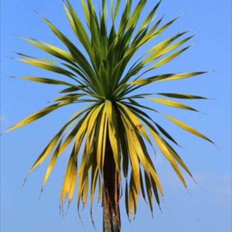 Pépinières Naudet – 3 Cordylines 'Indivisia' – Plante vivace haute 61-90 cm – Feuillage persistant vert et blanc – Pour massifs et terrasses ensoleillées