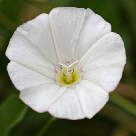 3 Liserons 'Cneorum' (Convolvulus Cneorum)