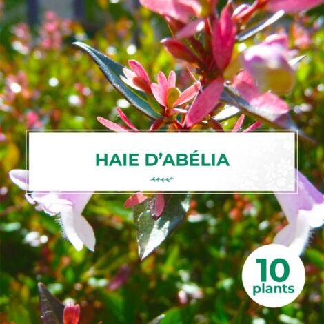 Pépinières Naudet – Lot de 10 abélia x grandiflora – Haie décorative – Fleurs roses de juin à octobre – Hauteur à maturité 2-3m – Rusticité jusqu'à -15°C