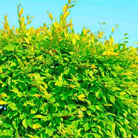 20 Charme Commun (Carpinus Betulus) - Haie de Charmille