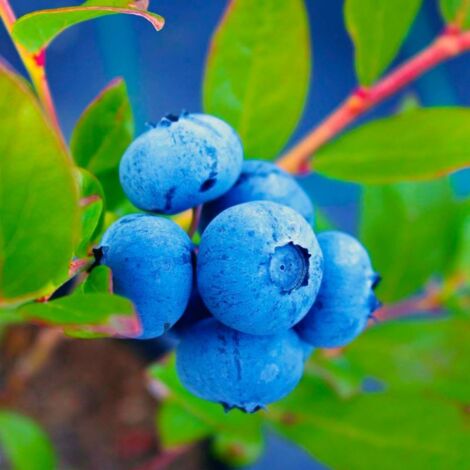 Myrtillier 'Goldtraube' (Vaccinium corymbosum 'Goldtraube')