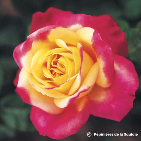 Rosier Oriental Peace