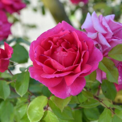 Rosier 'Crazy pink Voluptia' ®