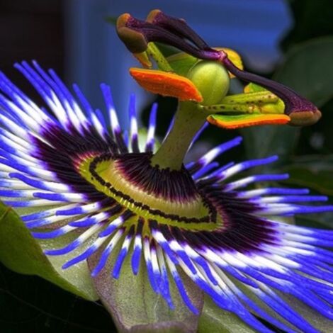 Passiflore x RIVERSIDE ® 'Damsel's Delight' (Passiflora x RIVERSIDE ® 'Damsel's Delight')