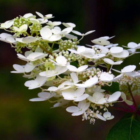 Pépinières Naudet – Hortensia Paniculé 'Kyushu' – Arbuste fleuri 15-40 cm – Fleurs blanches en panicules – Rustique jusqu'à -23°C