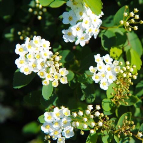 Pépinières Naudet – Spirée du Japon 'Snowmound' – Arbuste caduc 1-2m – Floraison blanche au printemps – Excellente rusticité jusqu'à -15°C