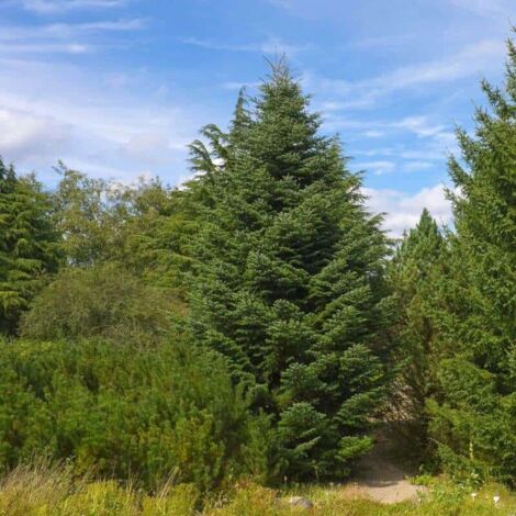 Sapin de Céphalonie (Abies 'Cephalonica')